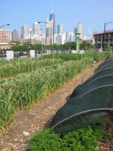 cityfarm