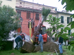 I giardinieri del Comune "piantano" la nuova palma