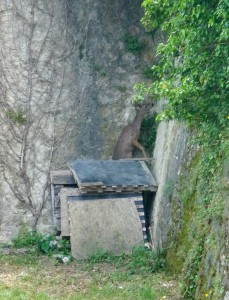 Salta dalla catasta di legna eretta a rifugio