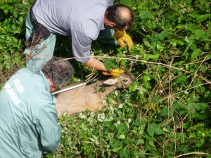 Le guardie ecologiche bloccano il capriolo