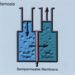 medium_osmotic