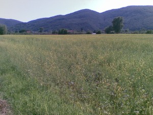 Campagna sarzanese